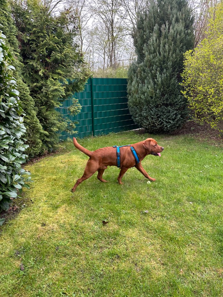 Hundetreffen-Sozial Walk-Profilbild