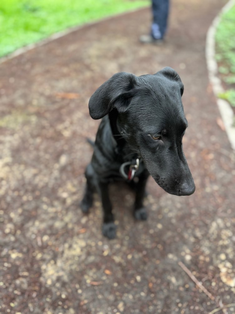Hundetreffen-Welpentreffen in Tharandt-Profilbild