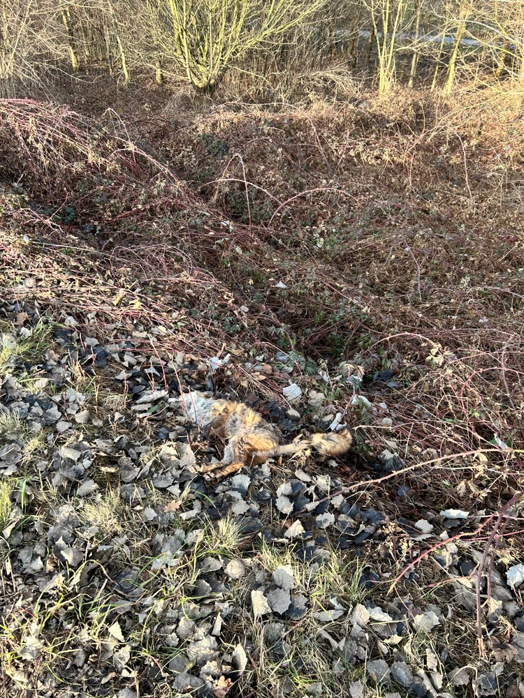 Giftköder-Toter Fuchs am Fußweg-Profilbild