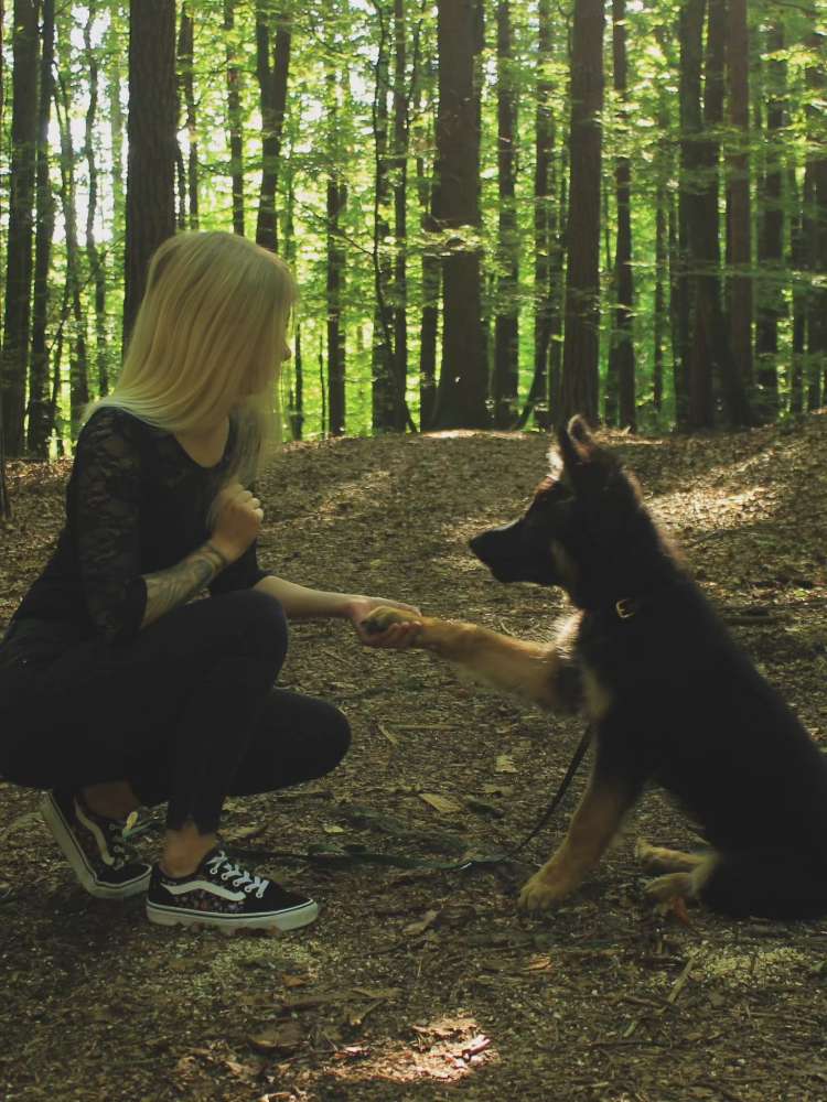 Hundetreffen-Hundebegnungen als Training-Profilbild