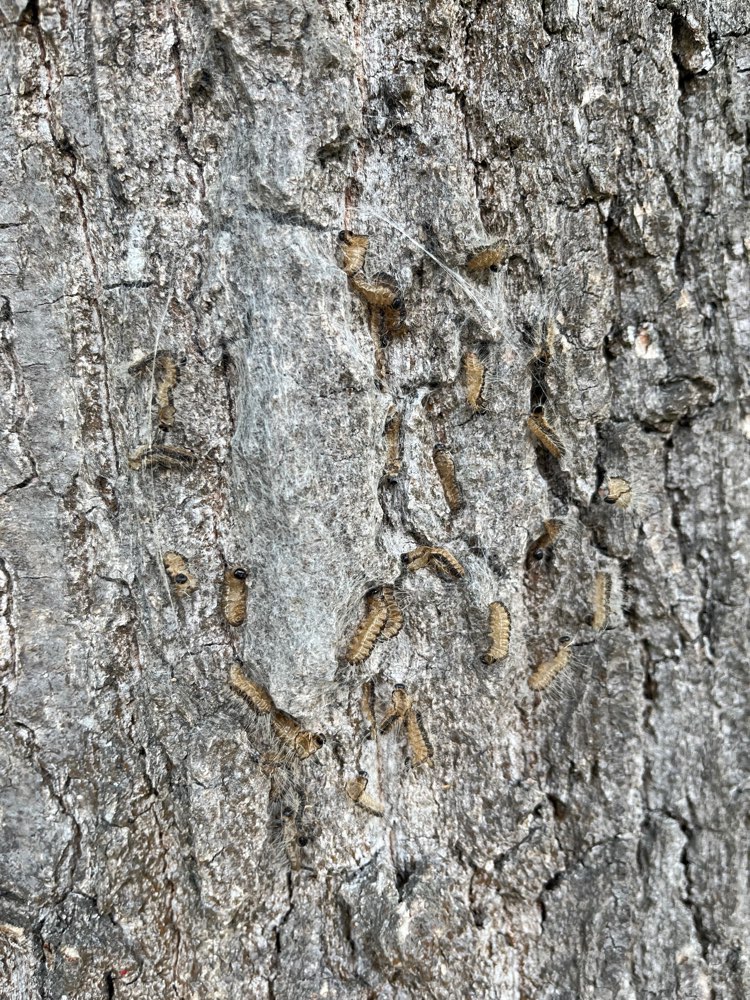 Giftköder-Eichenprozessionsspinner-Profilbild