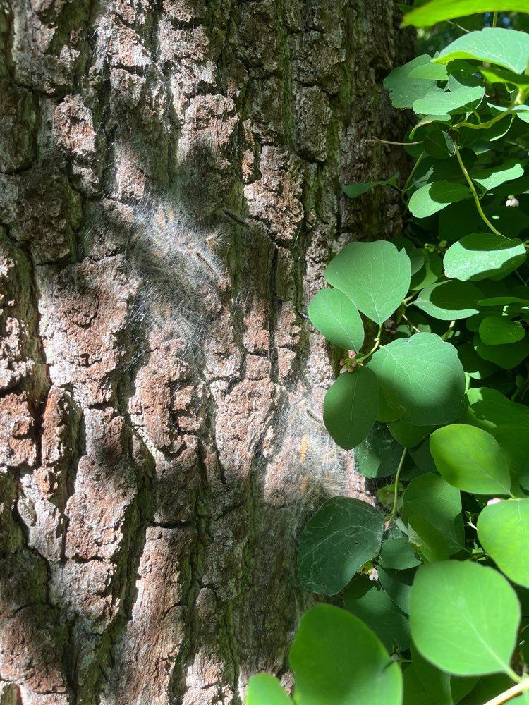 Giftköder-Eichenprozessionsspinner-Profilbild
