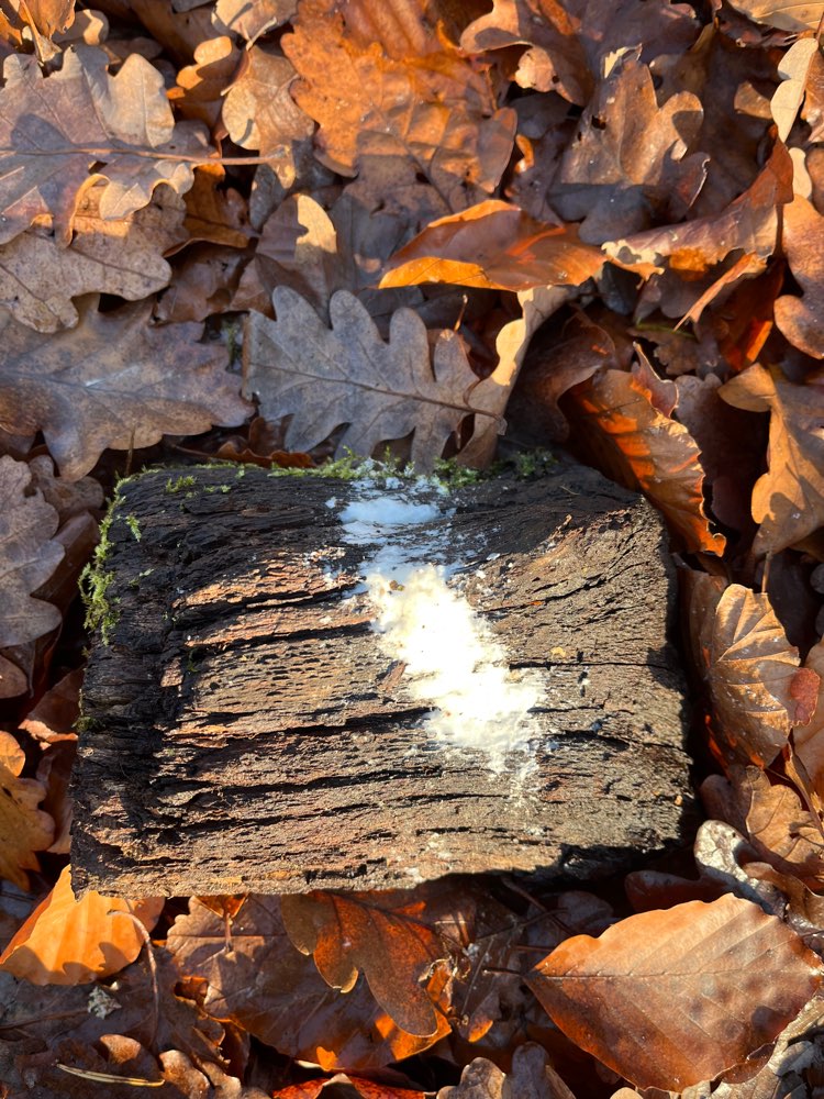 Giftköder-Weißes Zeug-Profilbild