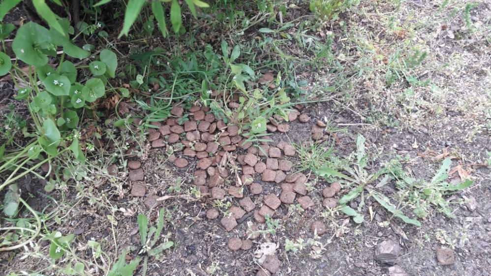 Giftköder-Ausgelegtes Hundefutter verstreut im Gebüsch!-Profilbild