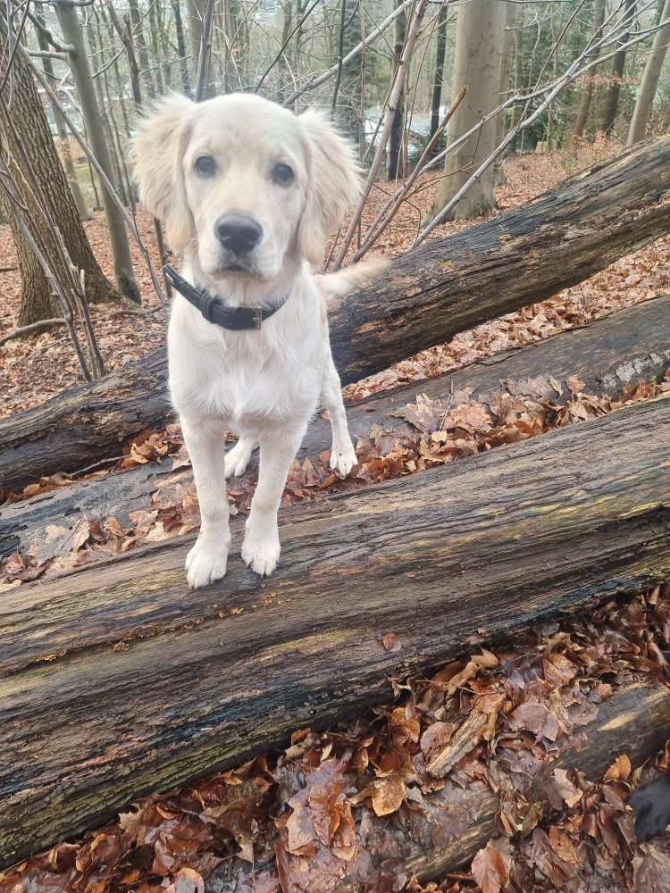 Hundetreffen-Spiel und toben ob alt und jung-Profilbild