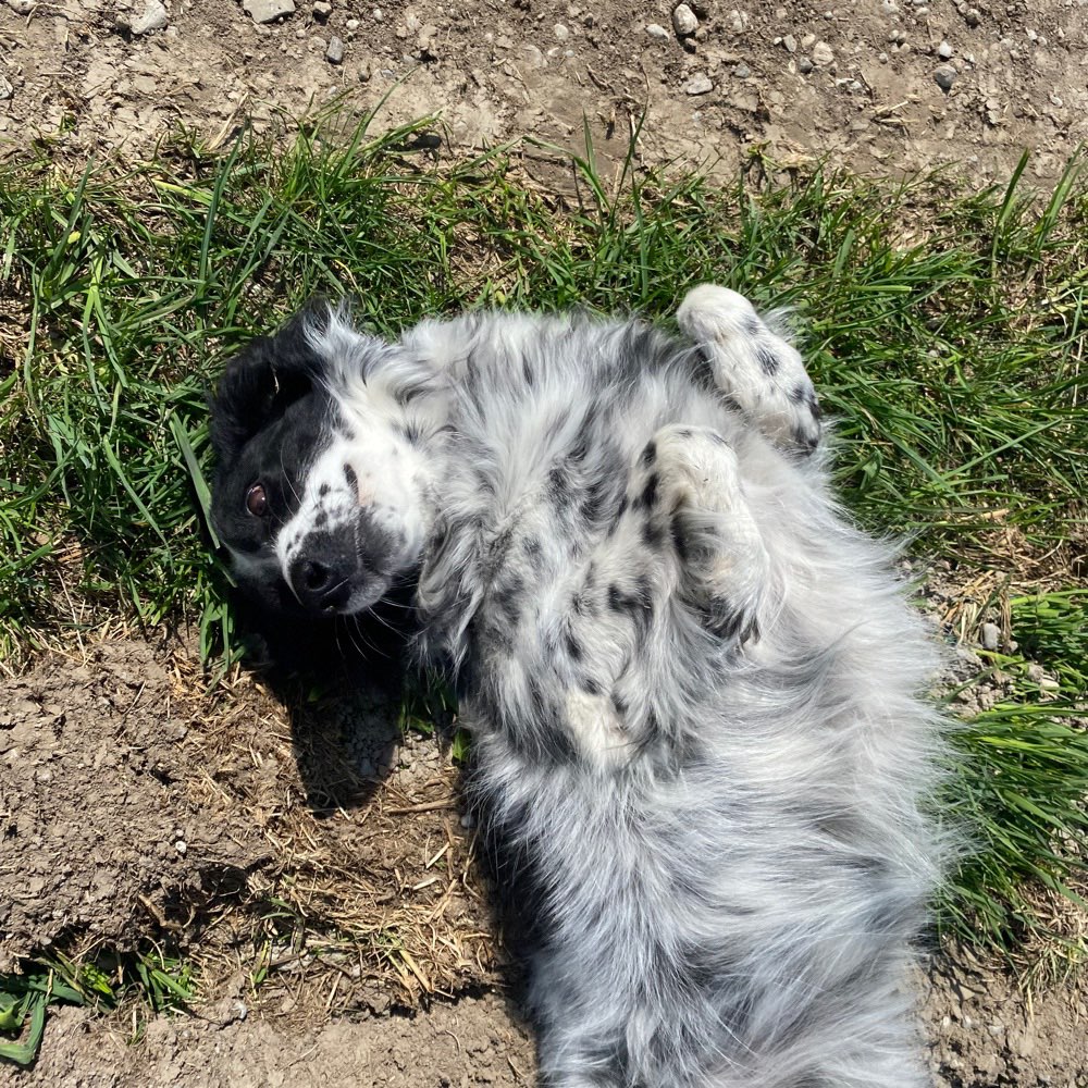 Hundetreffen-Spazieren/Spielen in steinheim-Profilbild