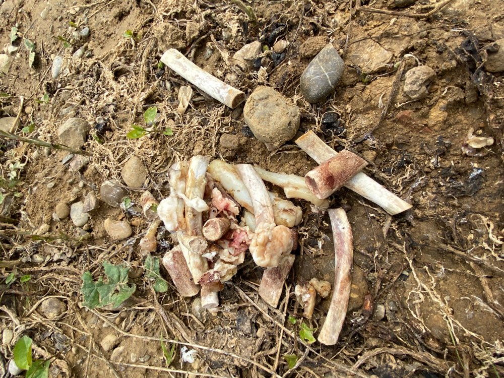 Giftköder-Giftköder-Profilbild