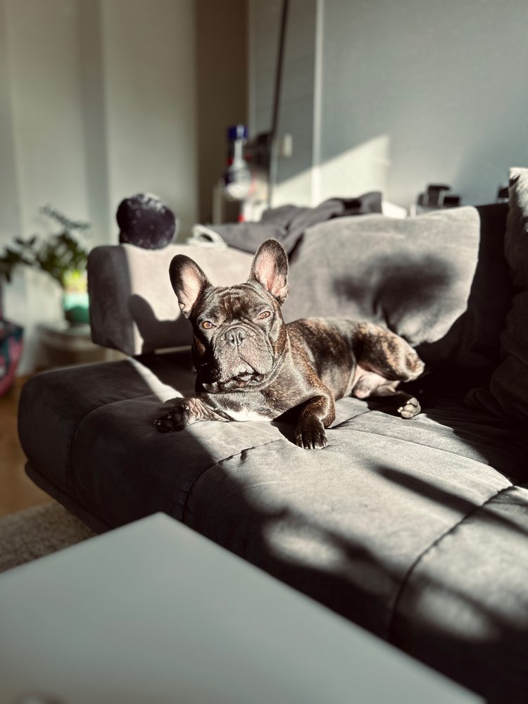 Hundetreffen-Trainingspartner gesucht-Profilbild