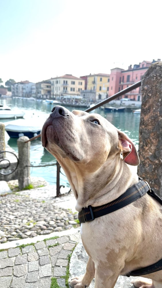 Hundetreffen-Spiel und Sozialisierungspartner-Profilbild
