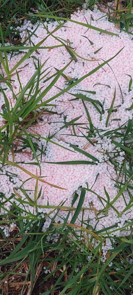 Giftköder-Möglicherweise sowas wie Schneckenkorn-Profilbild