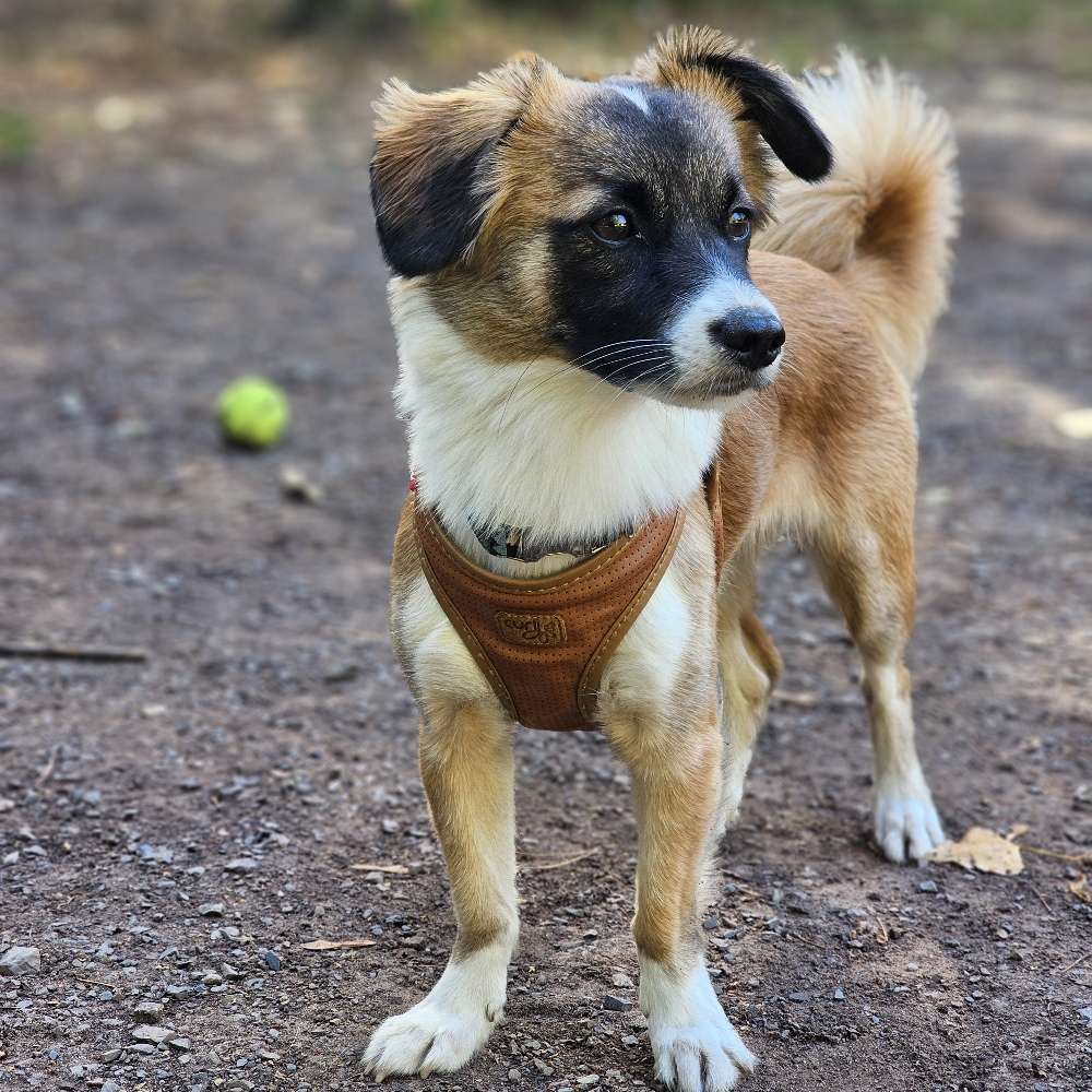 Hundetreffen-Mayo sucht freunde-Profilbild