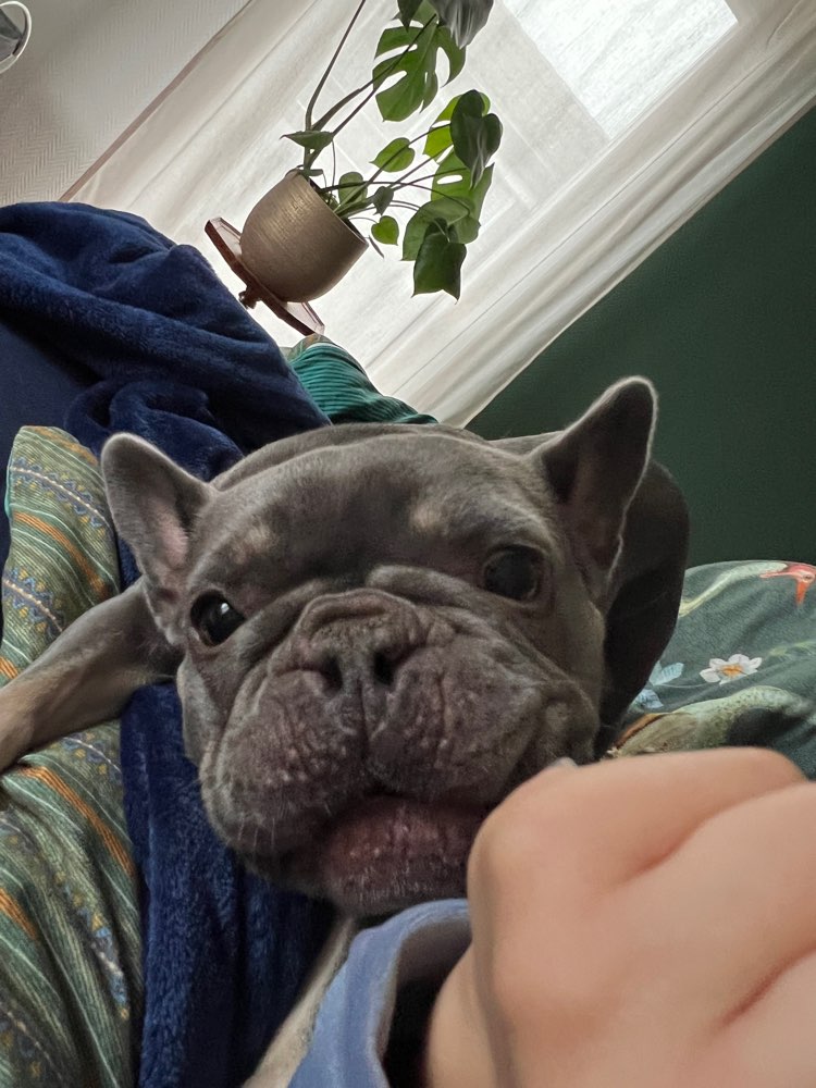 Hundetreffen-Spielkameraden und „Mitläufer“ ;) gesucht-Profilbild