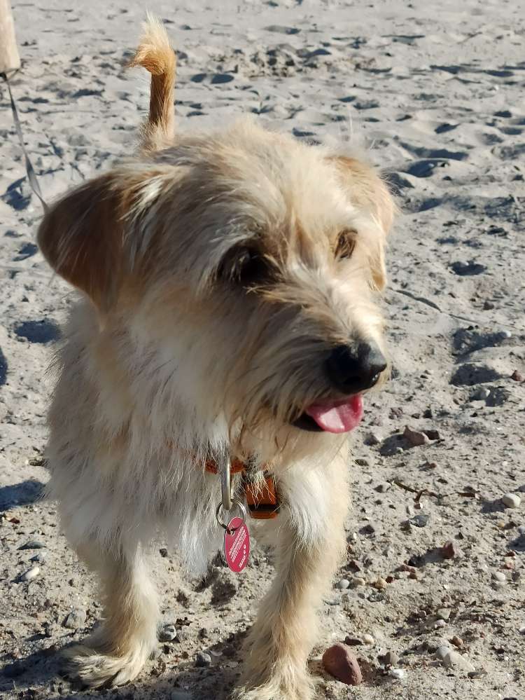 Hundetreffen-Treffen zum Toben und Spaziergang-Profilbild