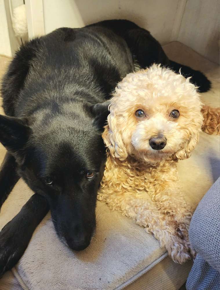 Hundetreffen-Trainingspartner und Sozialkontakte für Suki und/oder Rin-Profilbild