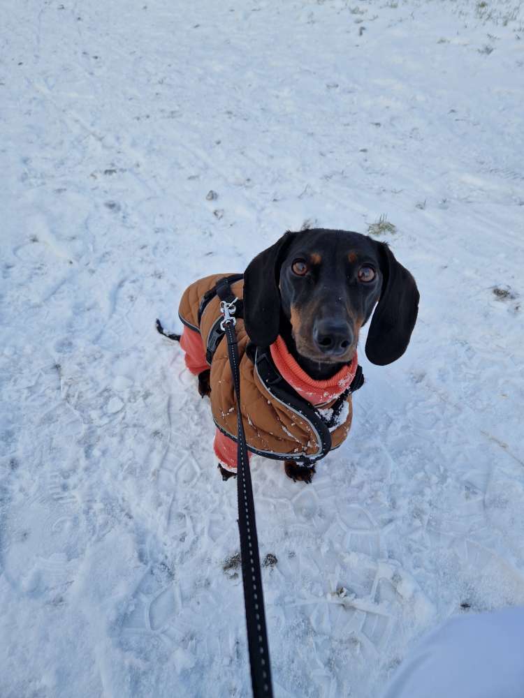 Hundetreffen-Hundetreff-Profilbild