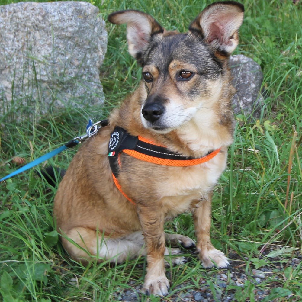 Hundetreffen-Spaziergang in Volketswil-Profilbild