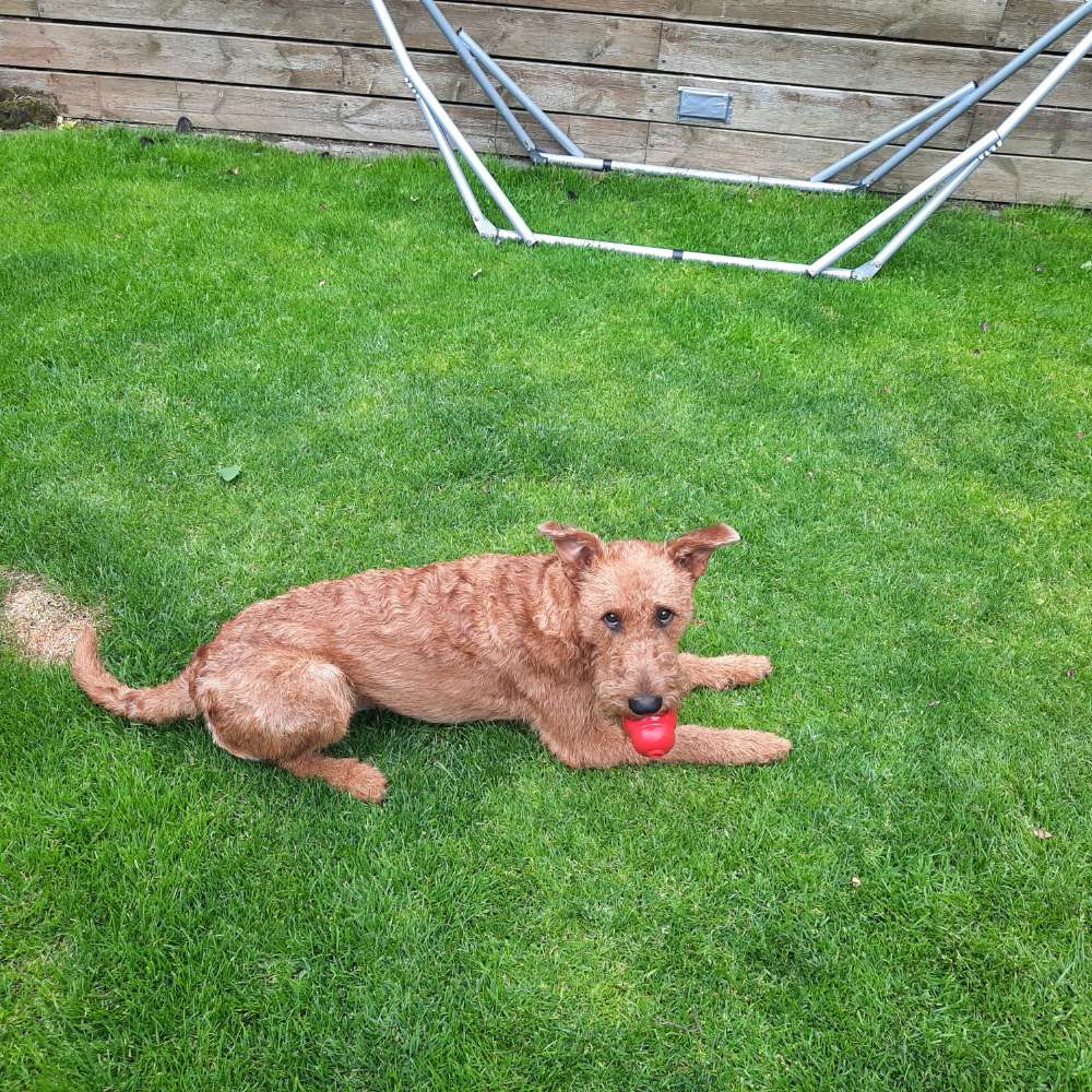 Hundetreffen-Spaziergang mit netter Hündin-Profilbild