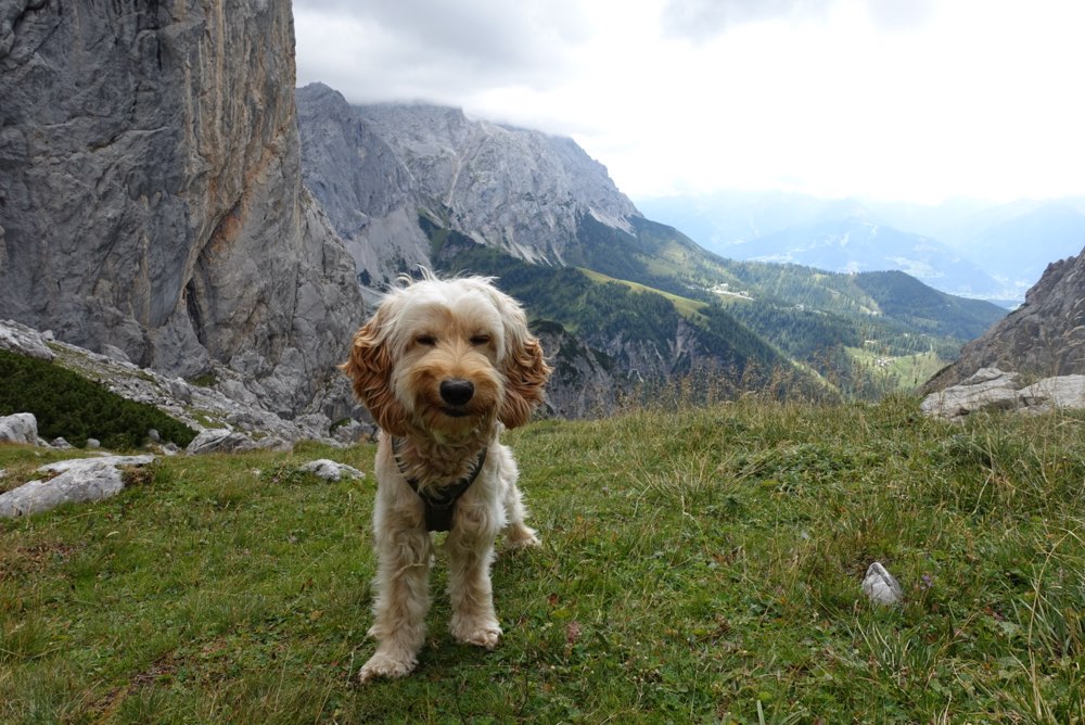 Hundetreffen-Treffen zum Laufen/ Spielen rund um den Augarten-Profilbild