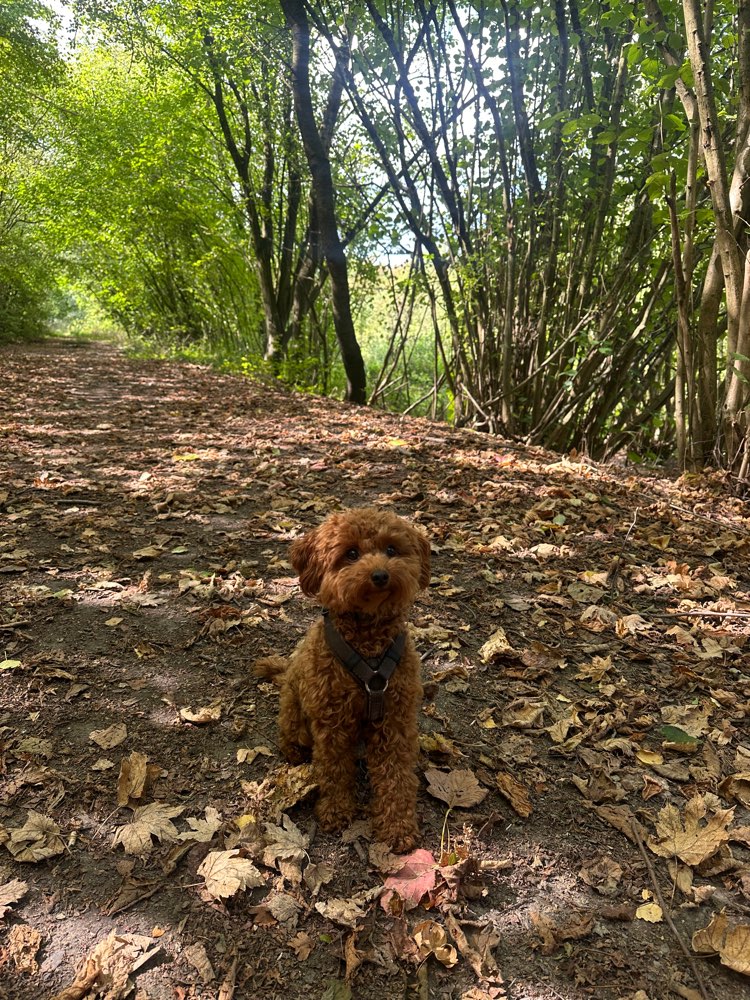 Hundetreffen-Kleine Spielkameraden für meine Hündin gesucht 🐶-Profilbild