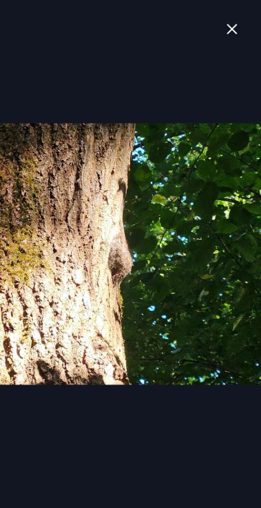 Giftköder-Eichenprozessionsspinner Nest-Profilbild