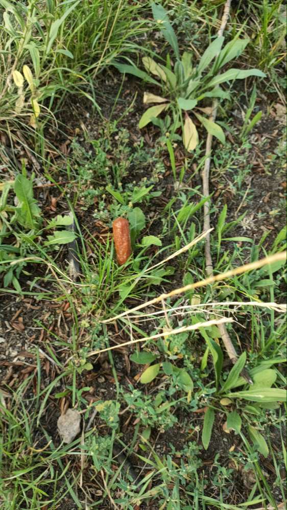 Giftköder-Würstchenstücke im Gras-Profilbild