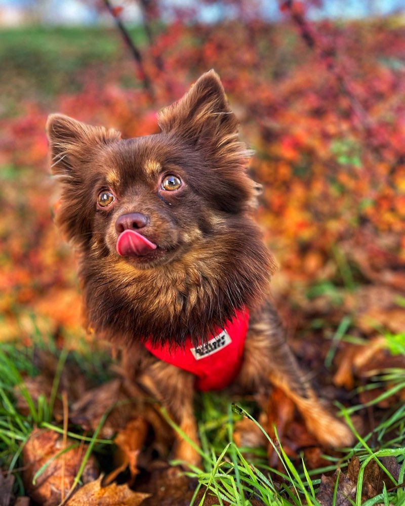 Hundetreffen-Kleine Hunde Runde-Profilbild