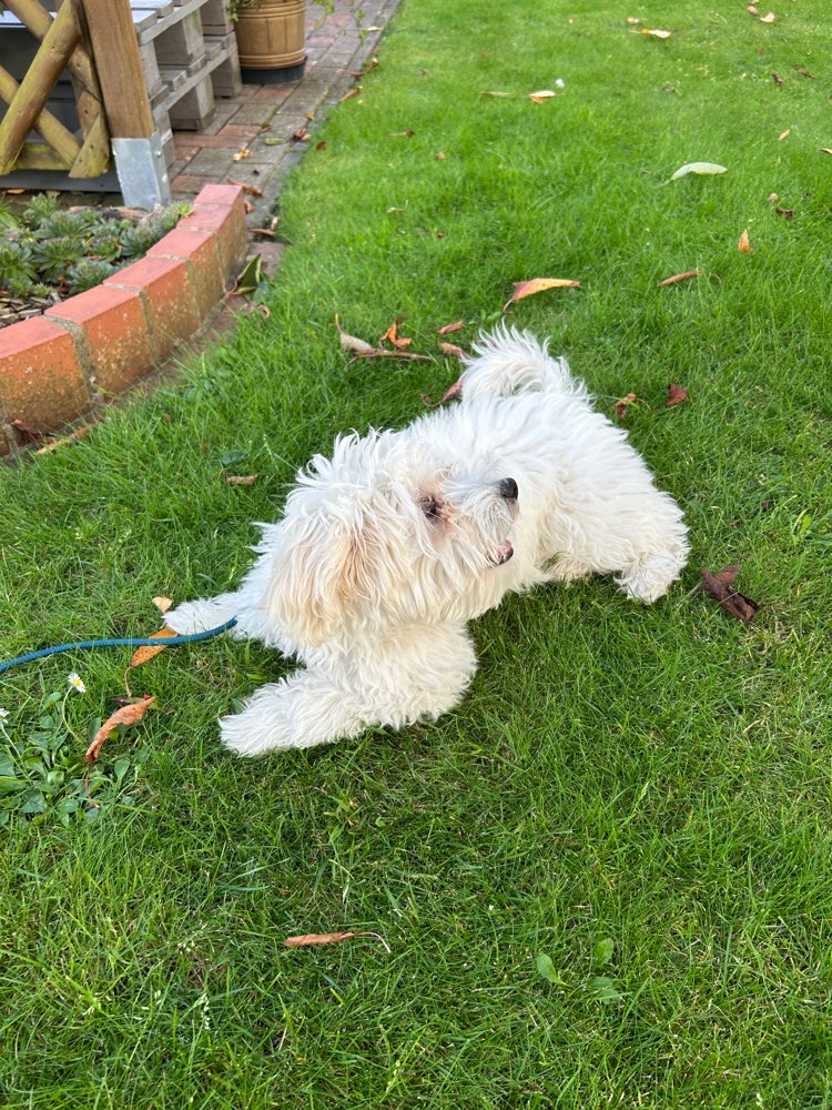 Hundetreffen-Spielgruppe für Welpen und Junghunde-Profilbild