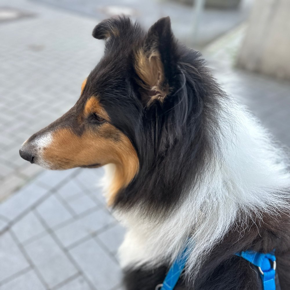 Hundetreffen-Junghundetreff/Spielrunde-Profilbild