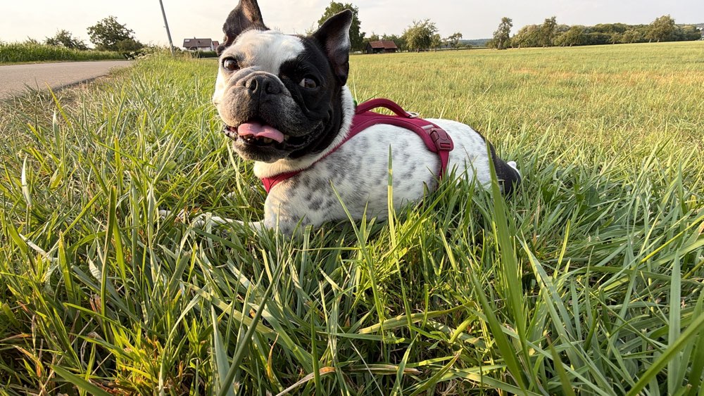 Hundetreffen-Gassi Spielrunden-Profilbild