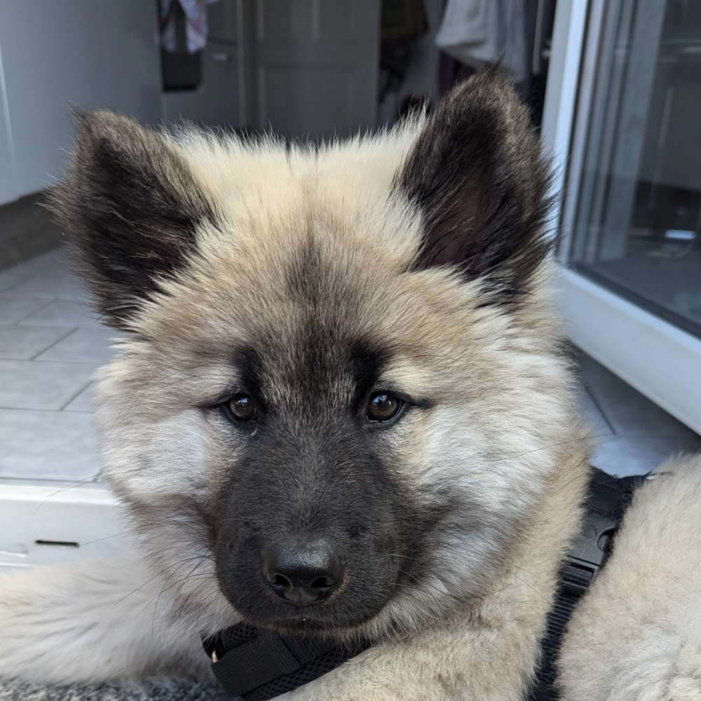 Hundetreffen-Welpenfreunde zur Sozialisierung gesucht-Profilbild