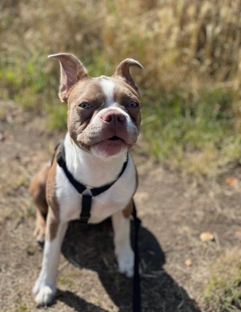 Hundetreffen-Gassi Runde-Profilbild