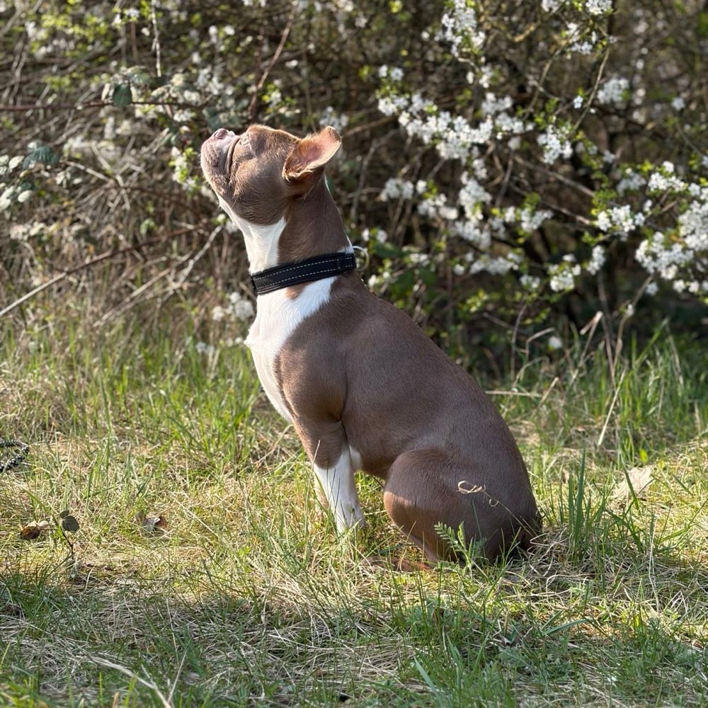 Hundetreffen-Gassi treffen-Profilbild