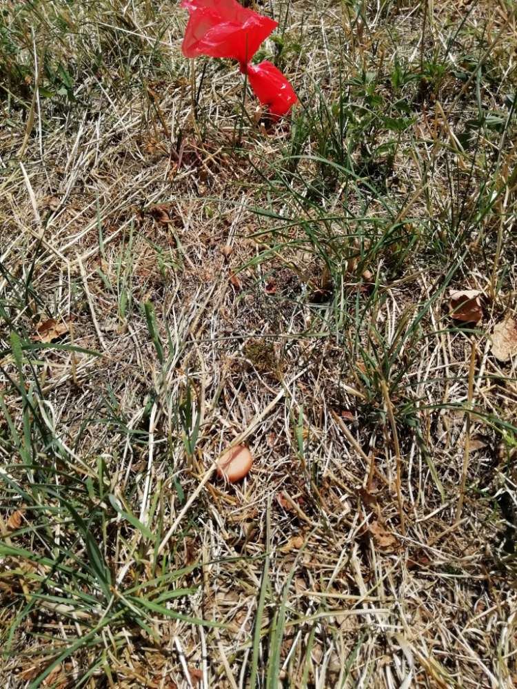 Giftköder-Giftköderfund-Profilbild