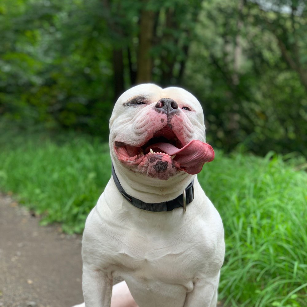 Hundetreffen-Spieltreffen/Spaziergang-Profilbild