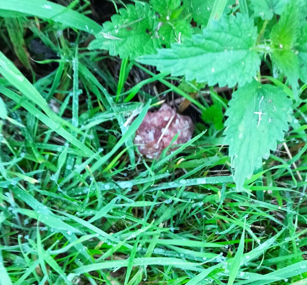 Giftköder-Giftköder?-Profilbild