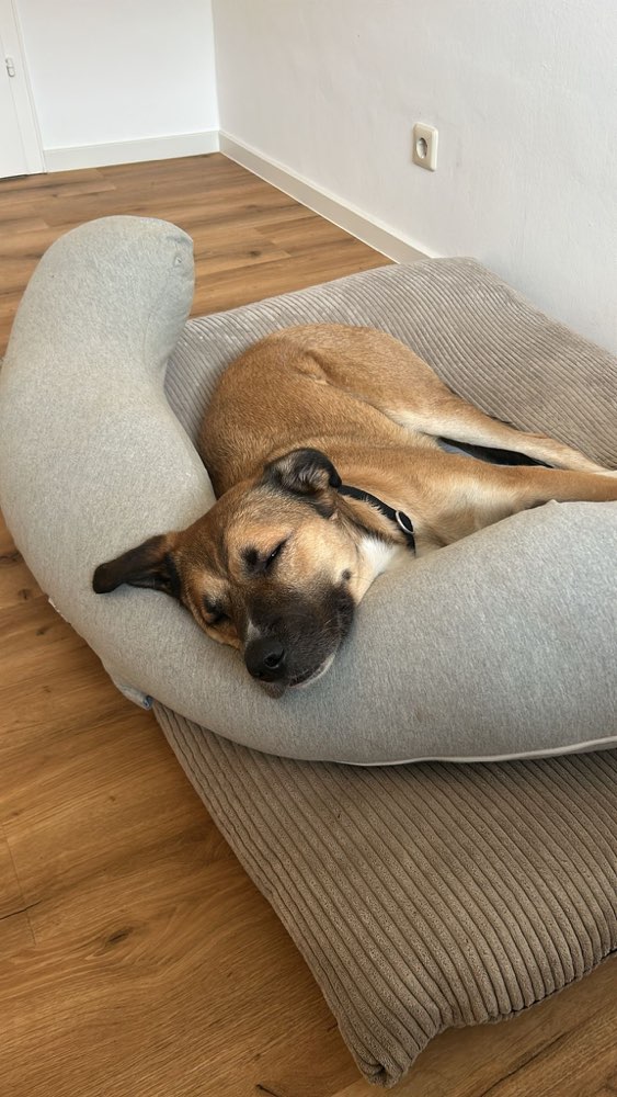 Hundetreffen-Gassi und spielen-Profilbild