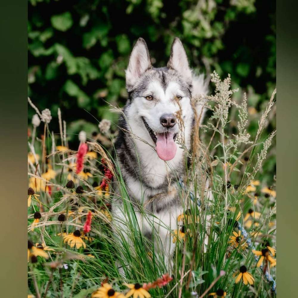 Hundetreffen-Gassi-Profilbild
