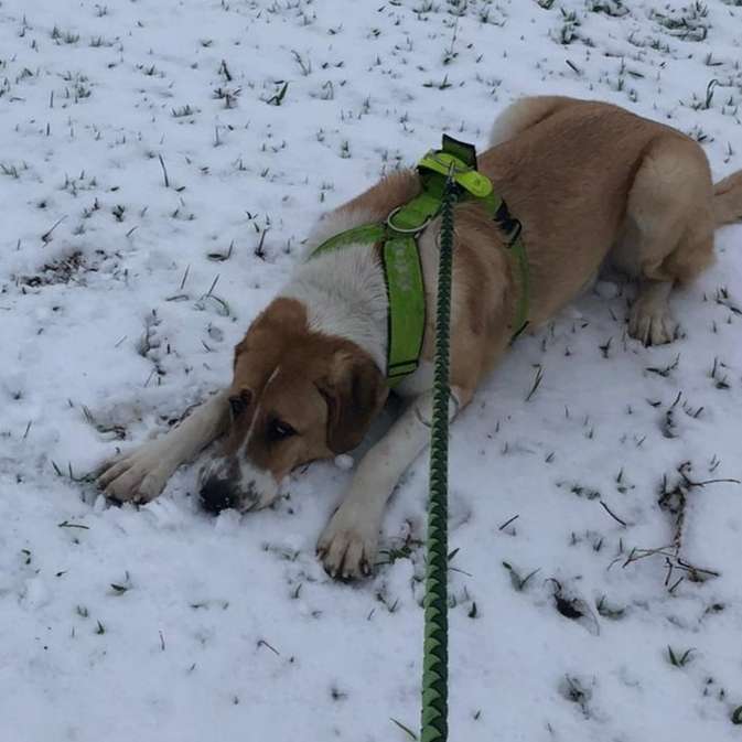 Hundetreffen-HSH Treffen-Profilbild