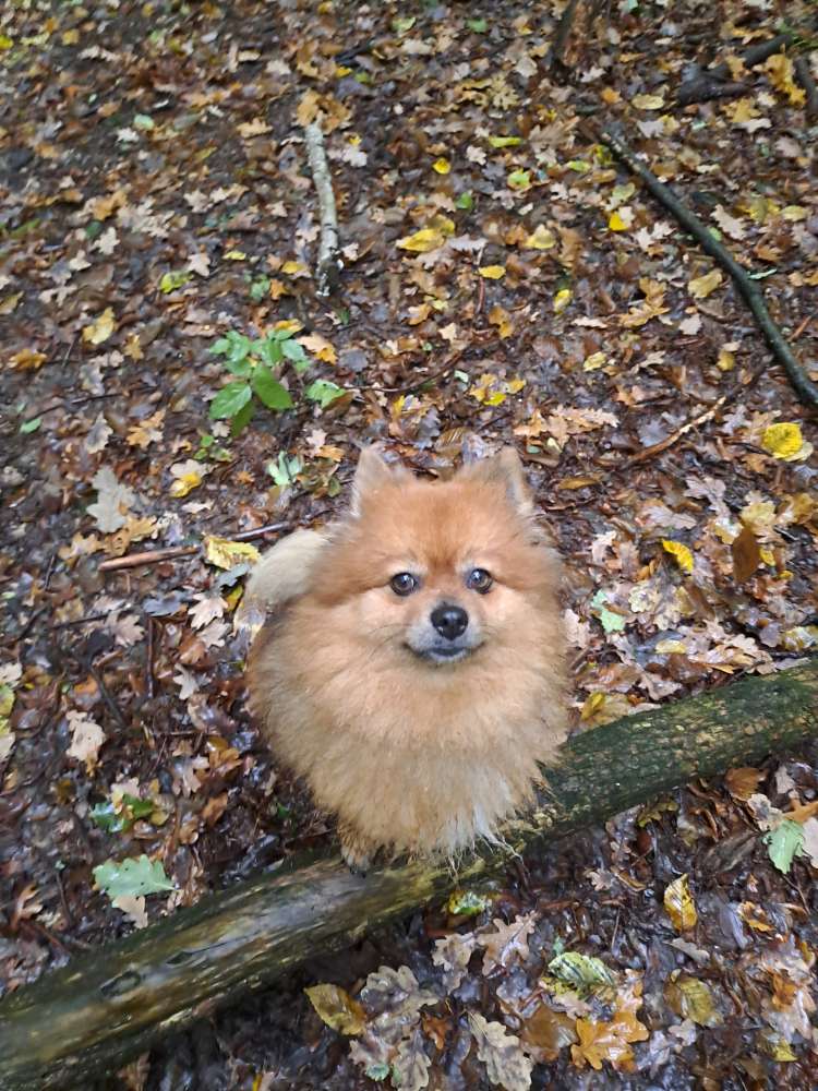 Hundetreffen-Gassitreff mit Hailey-Profilbild