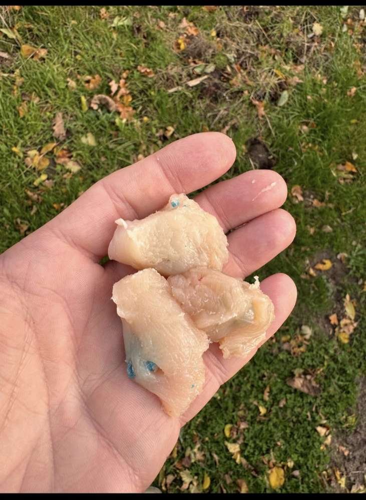 Giftköder-Giftköder-Profilbild