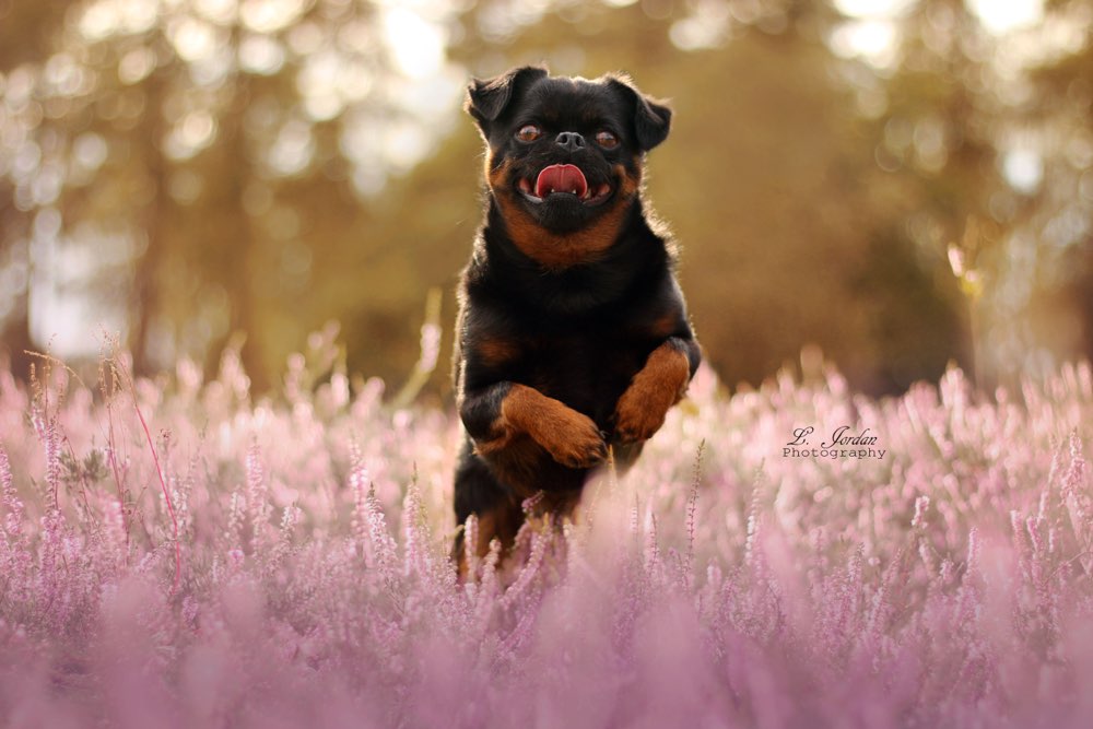 Hundetreffen-spielen und ein bisschen toben-Profilbild