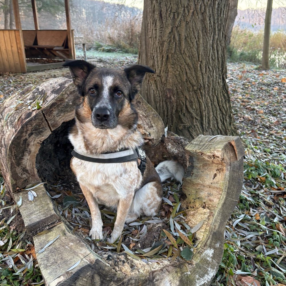 Hundetreffen-Spieletreffen oder gassirunde-Profilbild