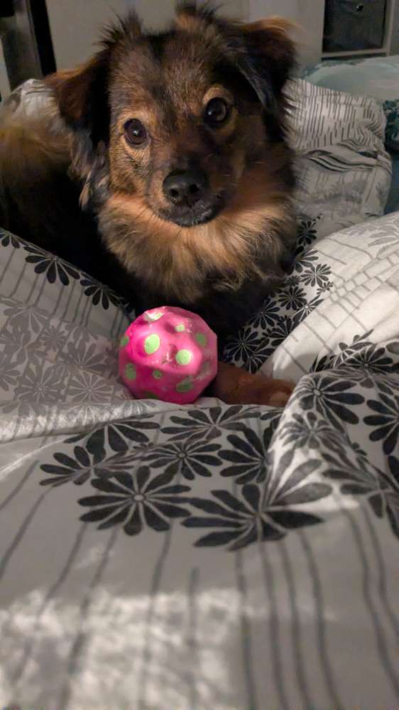 Hundetreffen-Spieletreff kleiner Hunde-Profilbild