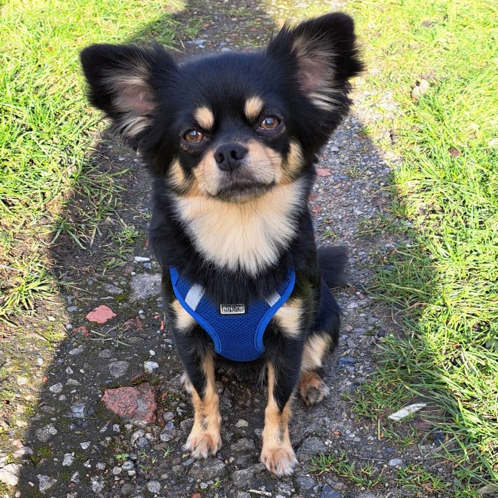 Hundetreffen-Tobefreunde gesucht-Profilbild