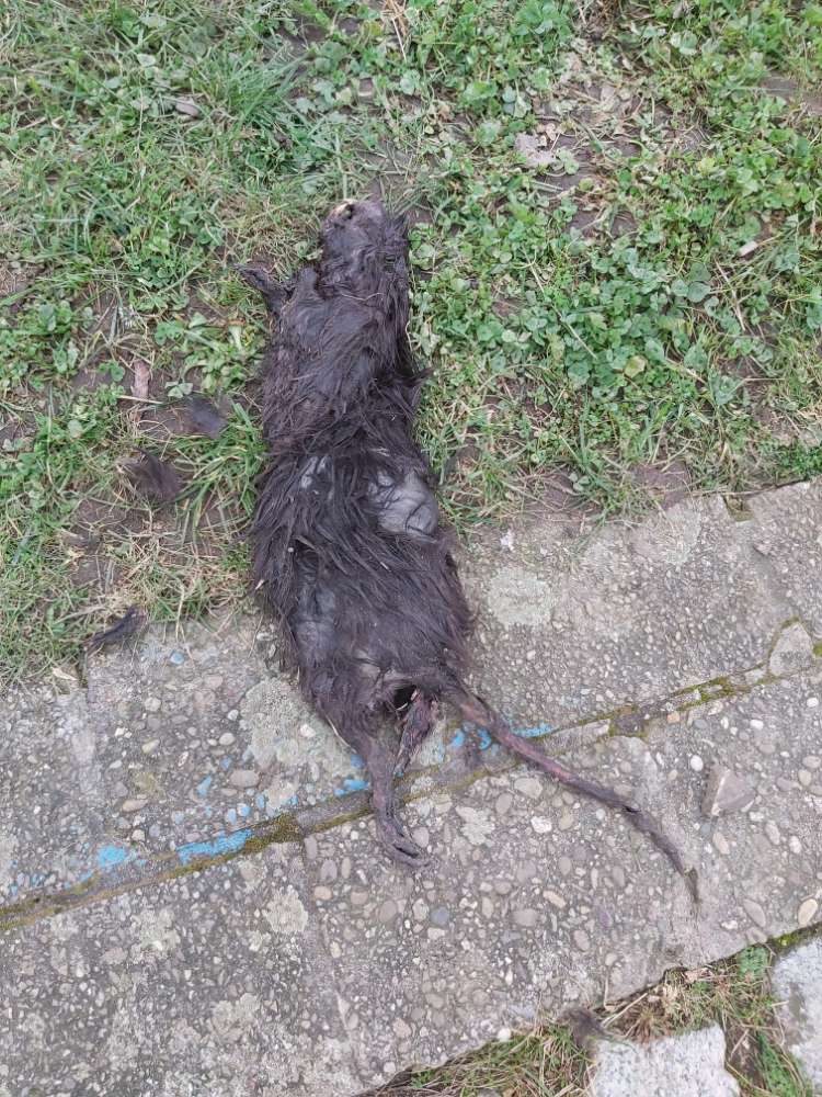 Giftköder-Tote (Bisam-?)Ratte-Profilbild