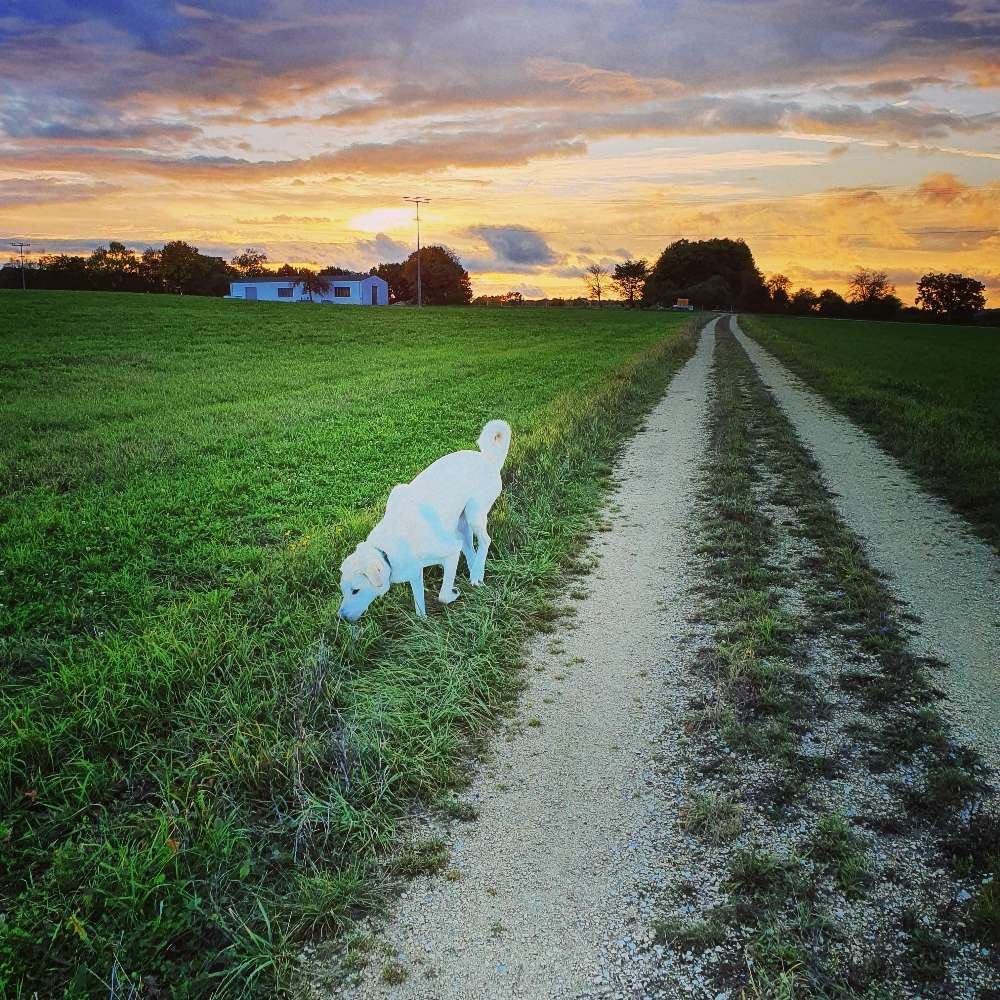 Hundetreffen-Spaziergehfreunde gesucht-Profilbild