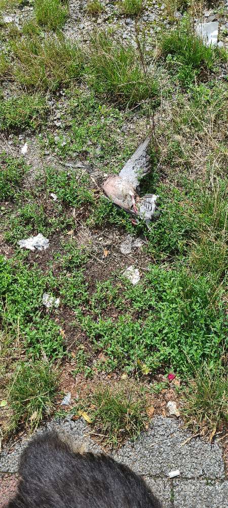 Giftköder-Tierkadaver-Profilbild