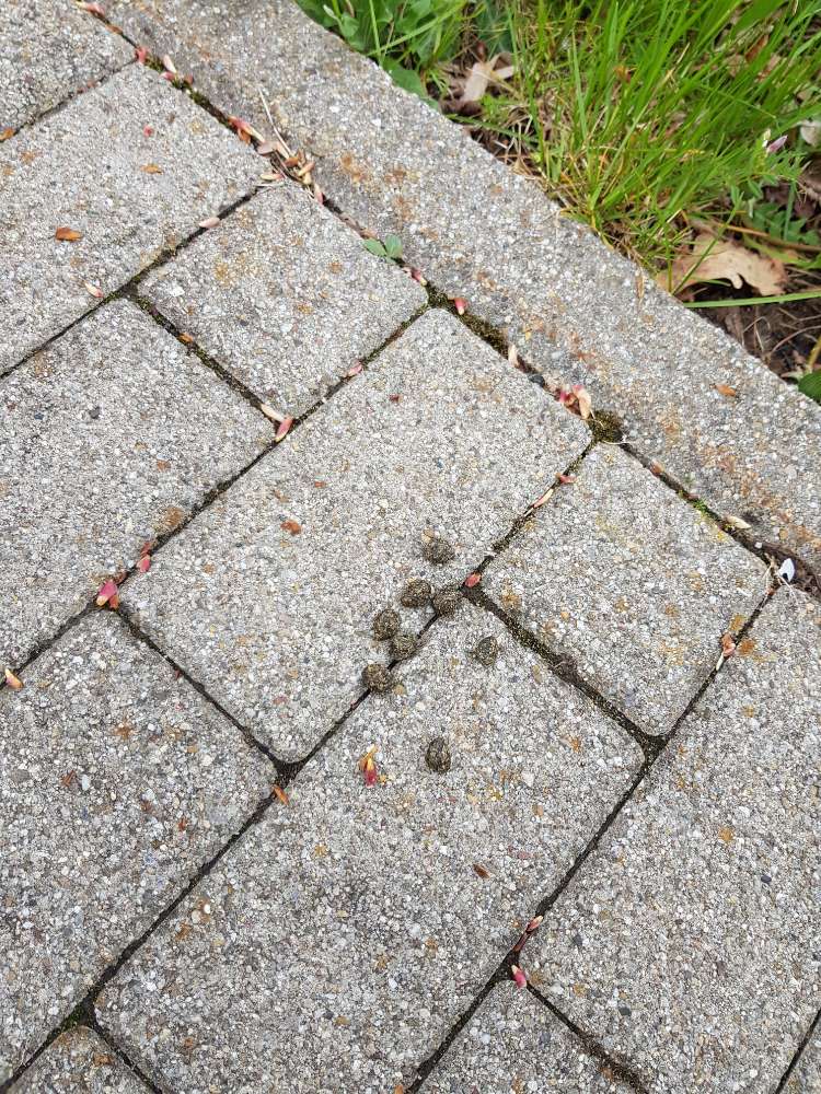 Giftköder-Evtl.Giftköder-Profilbild