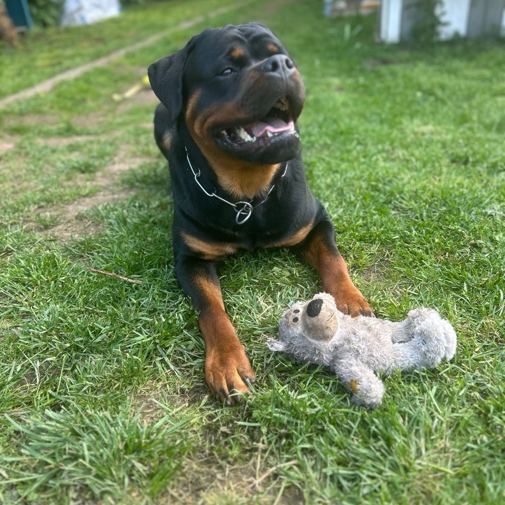 Hundetreffen-Gemeinsam Gassi-Profilbild