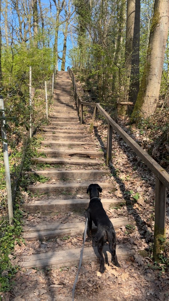 Hundetreffen-Sozial Walk im Kreis Münster-Profilbild